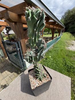 Cereus peruvianus monstrosus